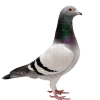 Pigeon26